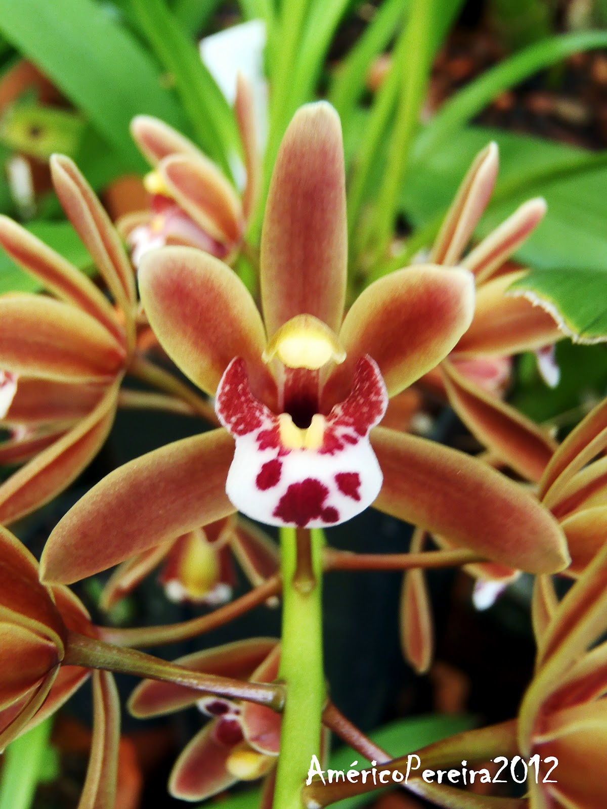A espécie de orquídea Cymbidium floribundum é bastante exótica.