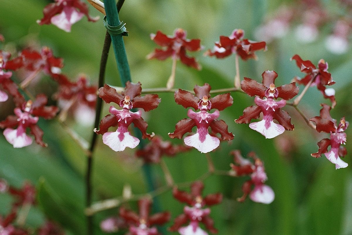 Orquídea chocolate ou Oncidium Sharry Baby 'Sweet Fragance' 