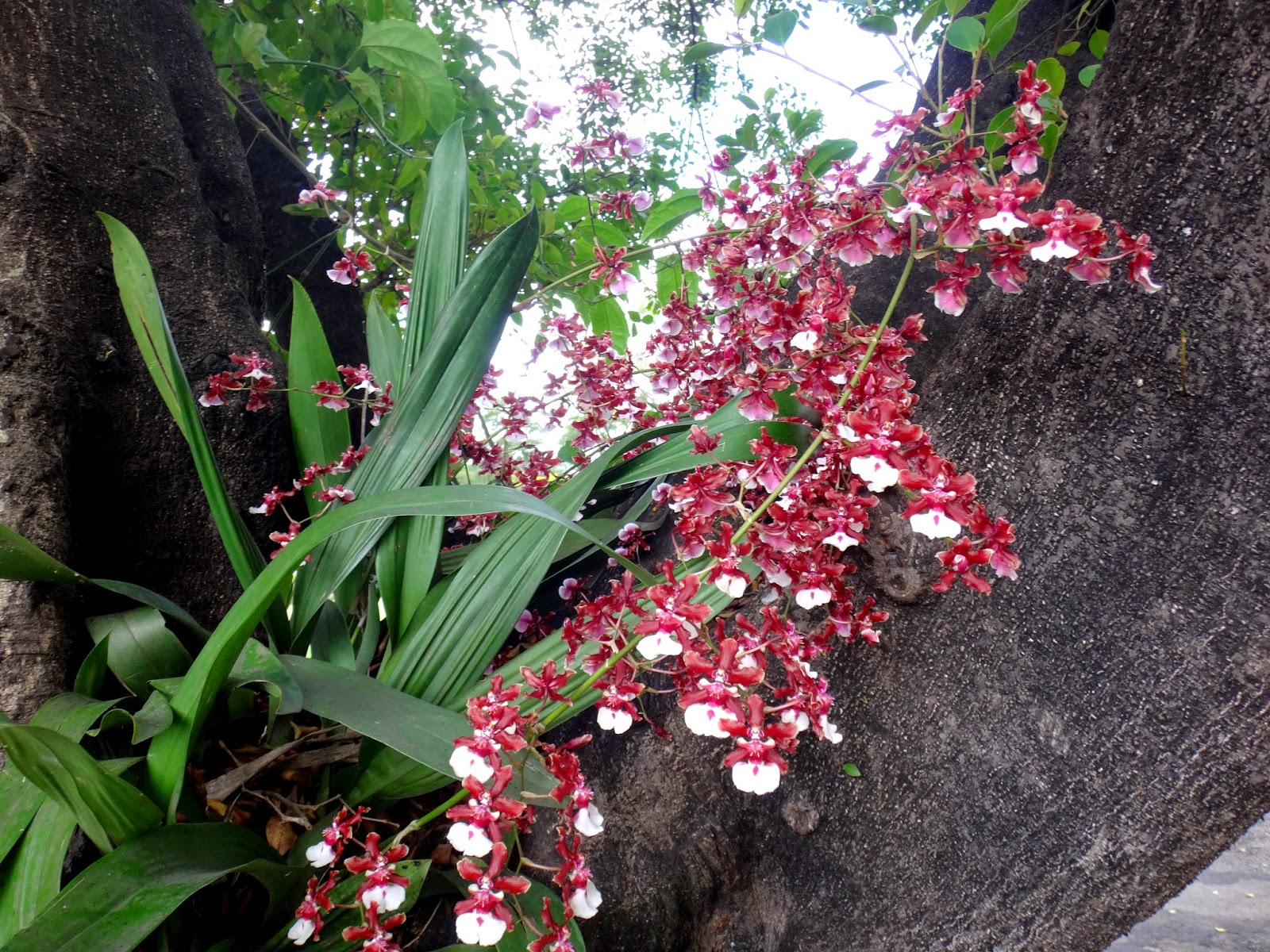 A orquídea chocolate tem floração pendente e abundante por haste.