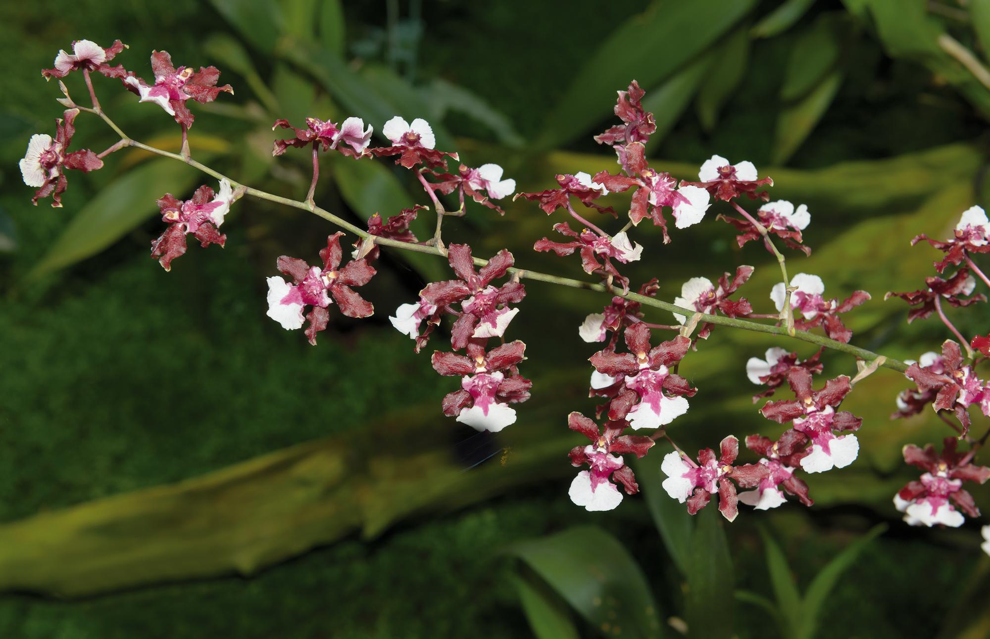 A orquídea chocolate é fácil de ser cultivada.