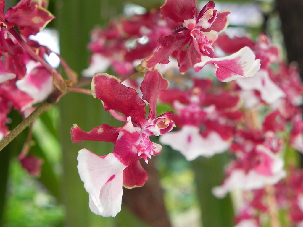 A orquídea chocolate é um híbrido de espécies do gênero Oncidium