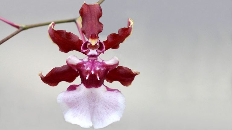 orquídea chocolate