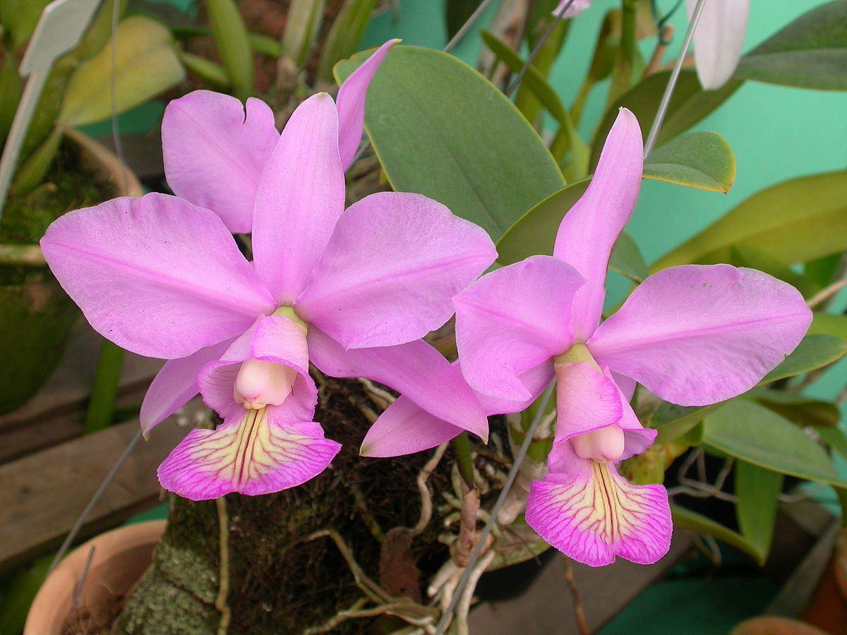 Orquídea Cattleya Nobilior