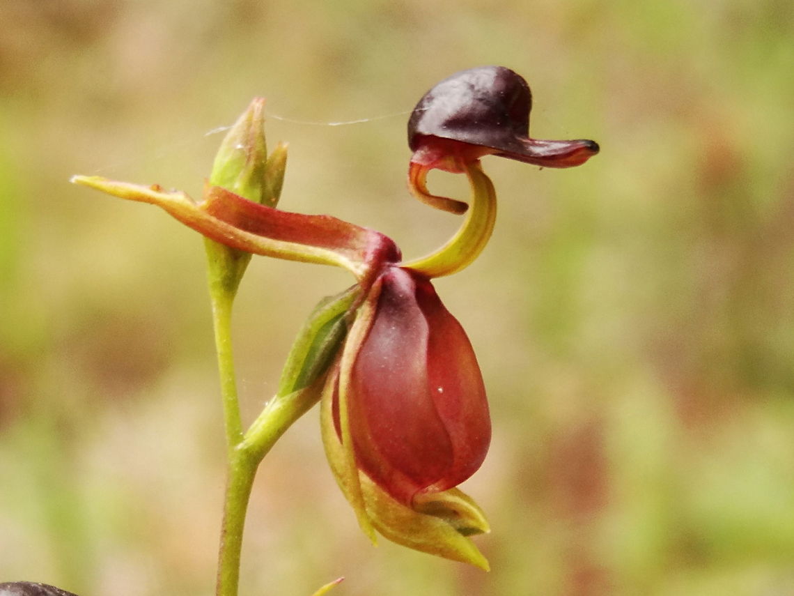 orquídeas raras Caleana major