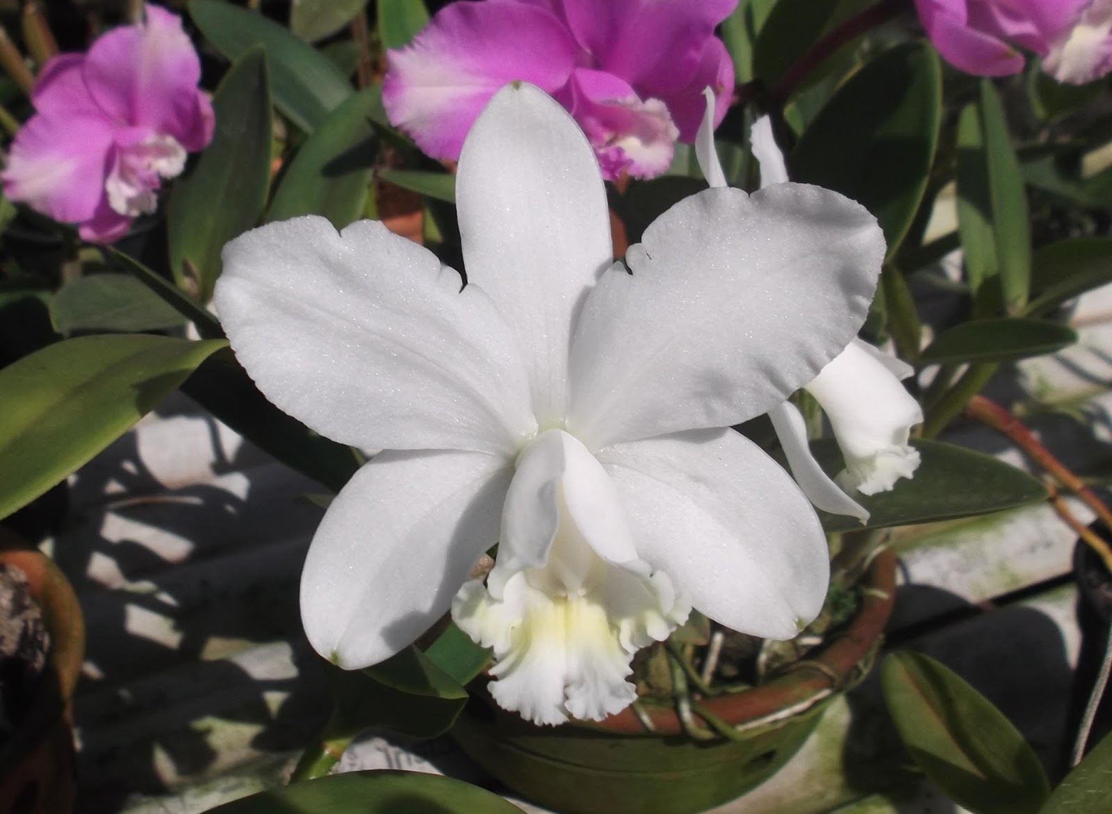 Orquídea Cattleya Loddigesii Alba