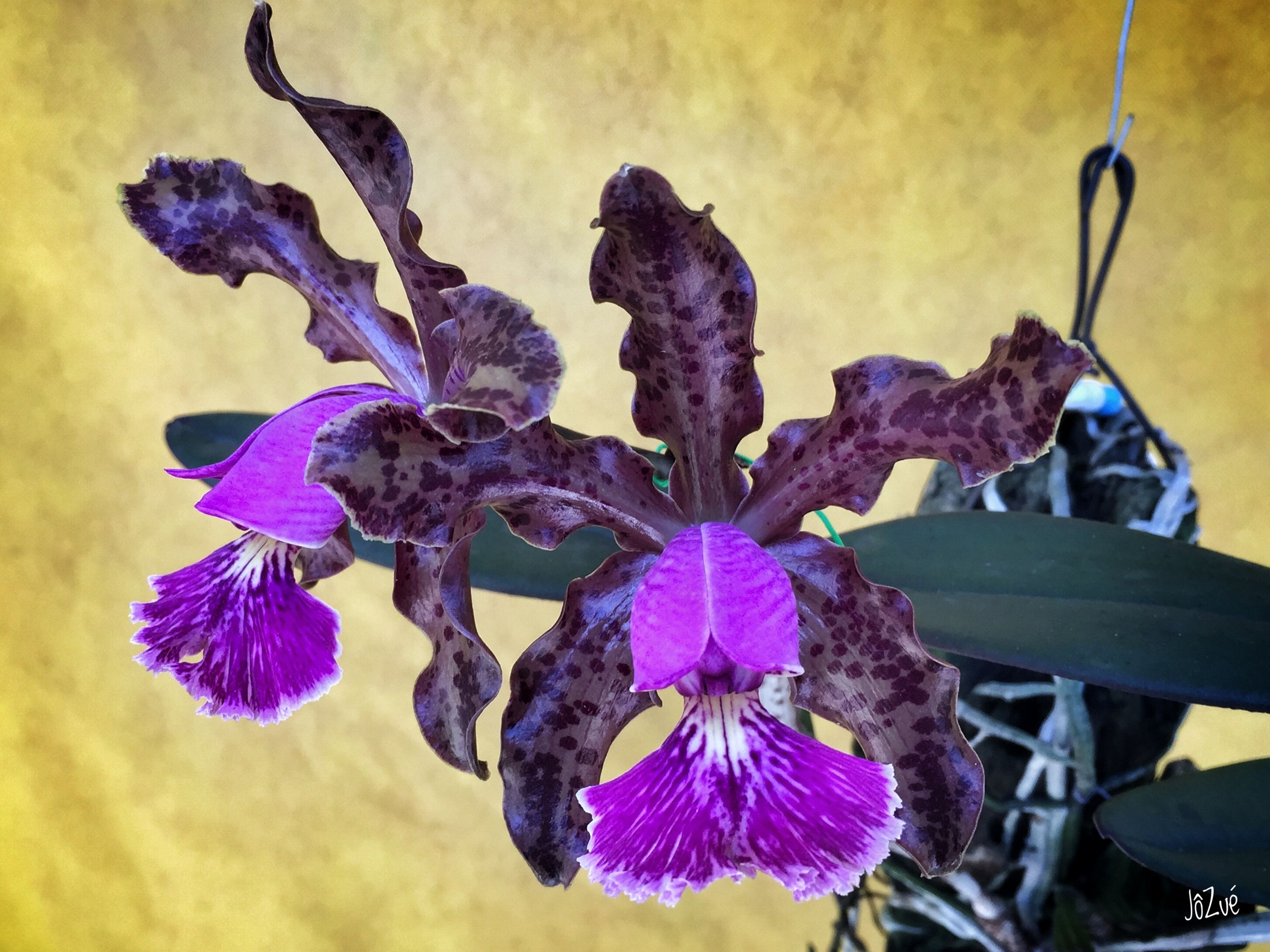 A orquídea rara Cattleya schilleriana é outra espécie brasileira extinta na natureza.