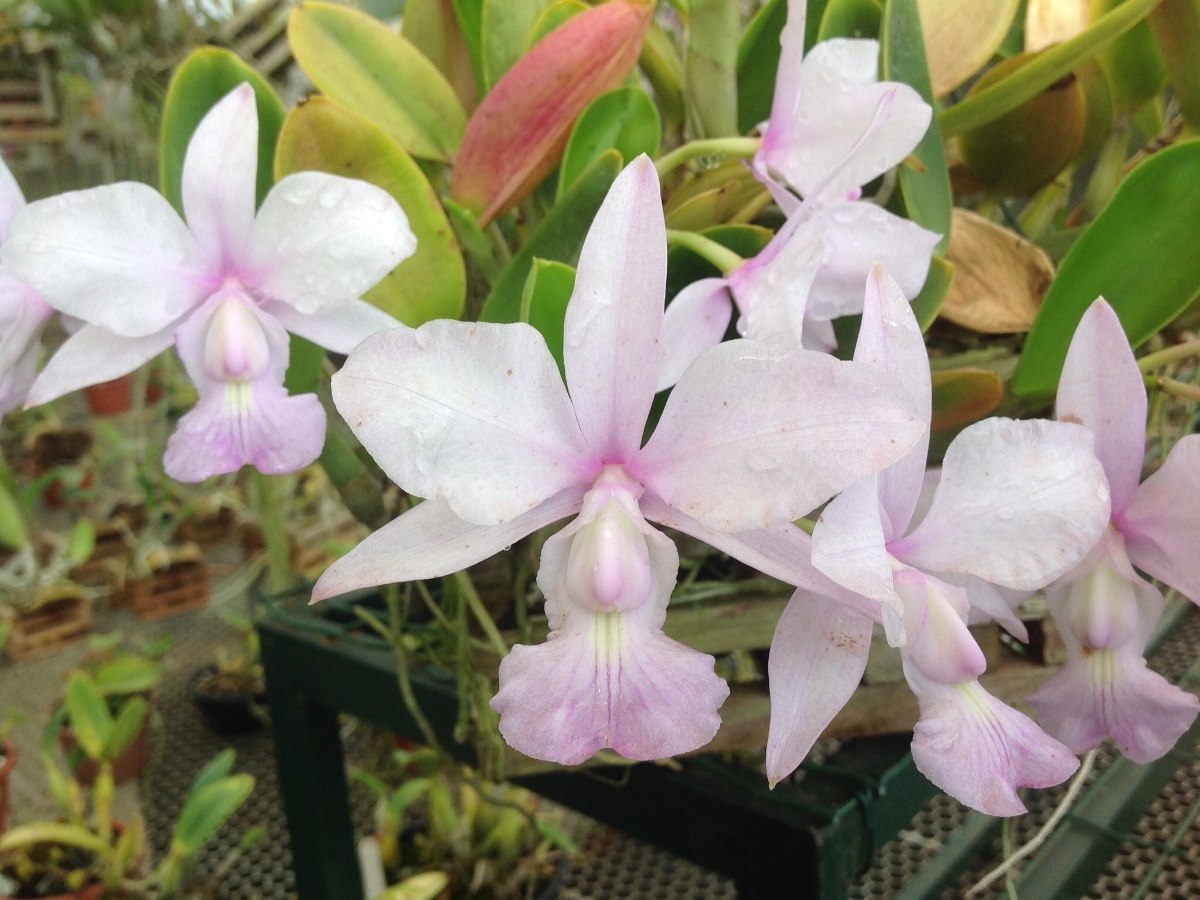 A orquídea rara Cattleya walkeriana é uma espécie brasileira em extinção.