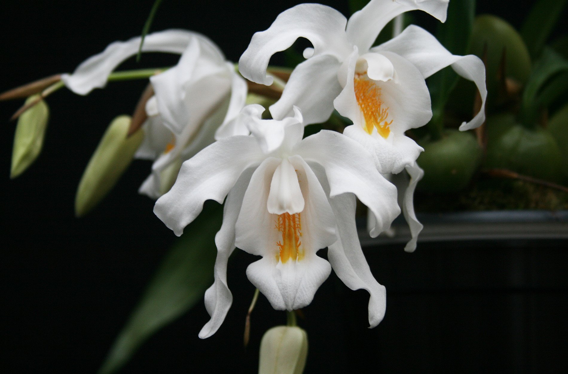 orquídea Coelogyne cristata