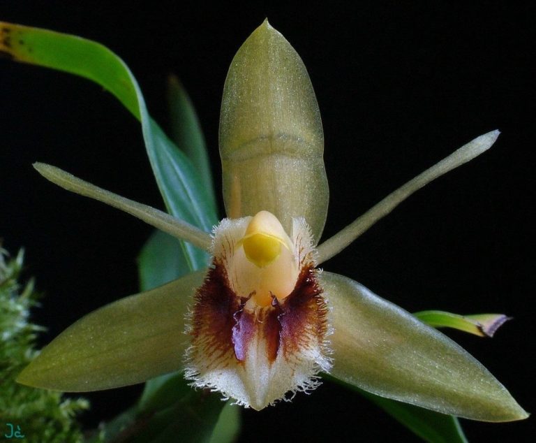 orquídea Coelogyne fimbriata