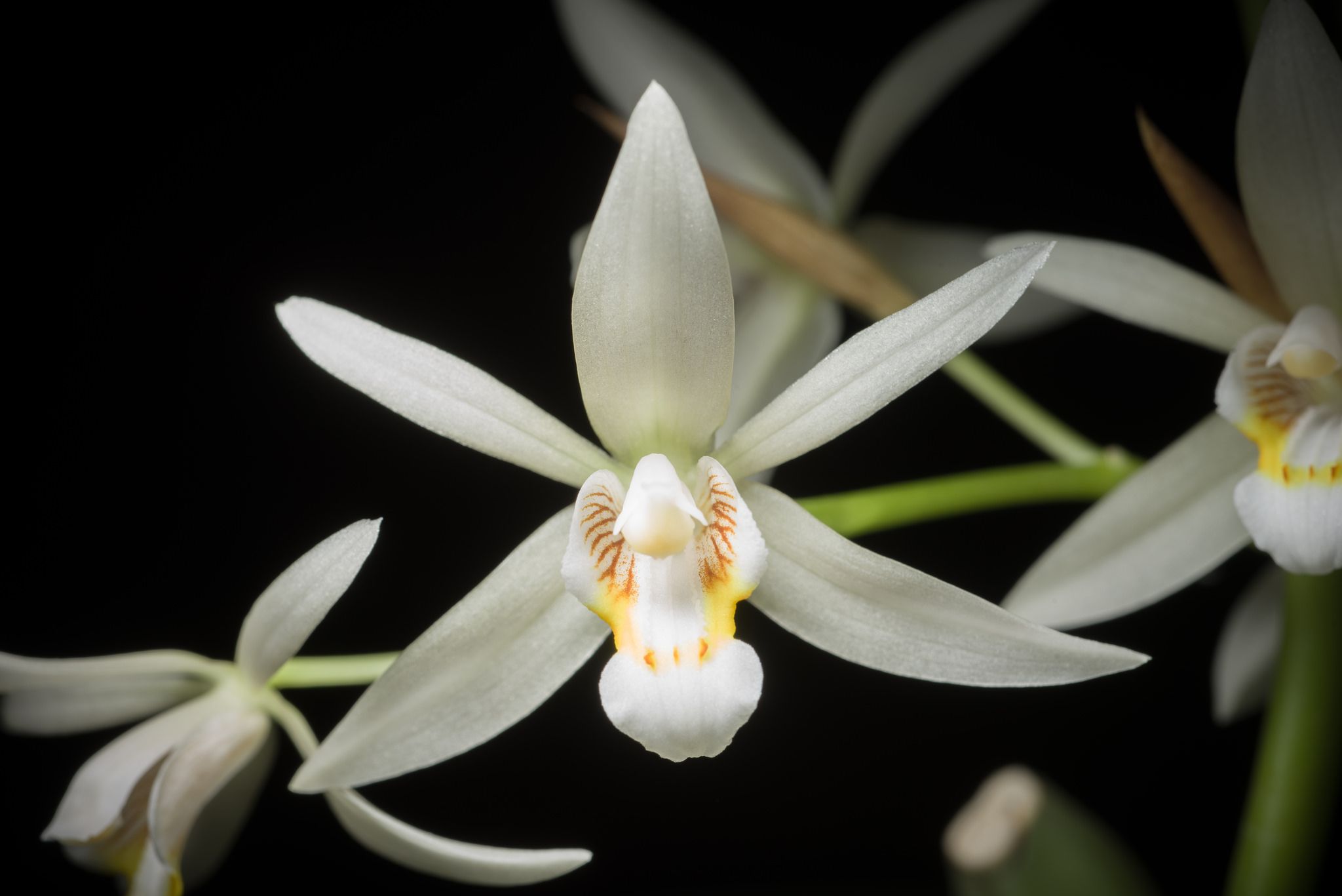 Orquídea Coelogyne flaccida