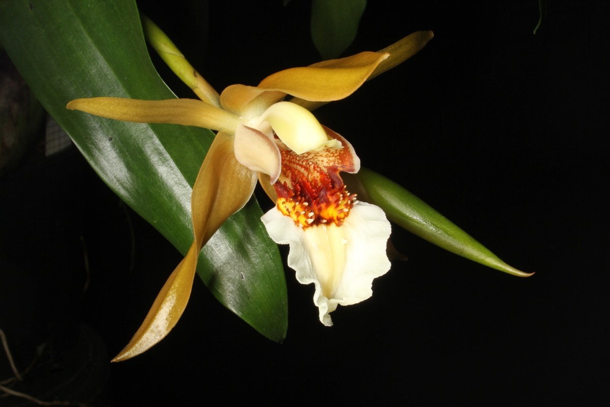 Orquídea Coelogyne lawrenceana