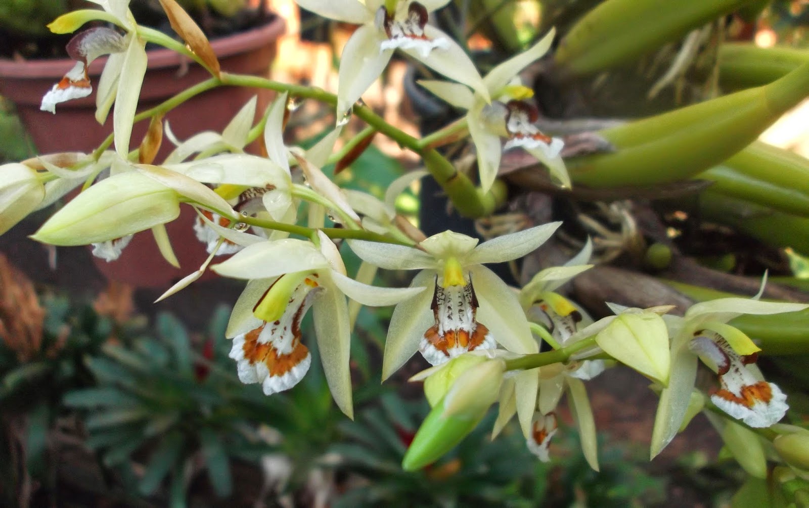 Orquídea Coelogyne lentiginosa