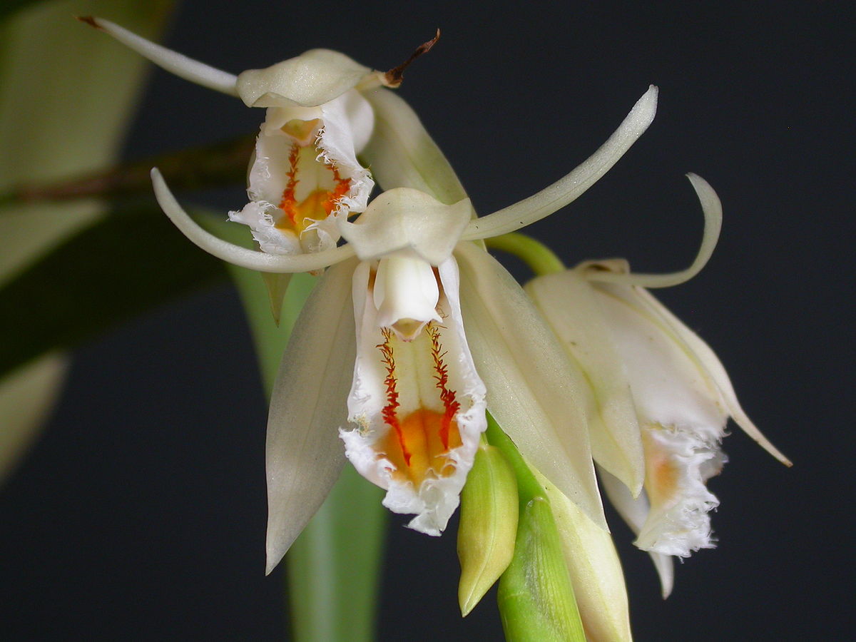 Orquídea Coelogyne calcicola