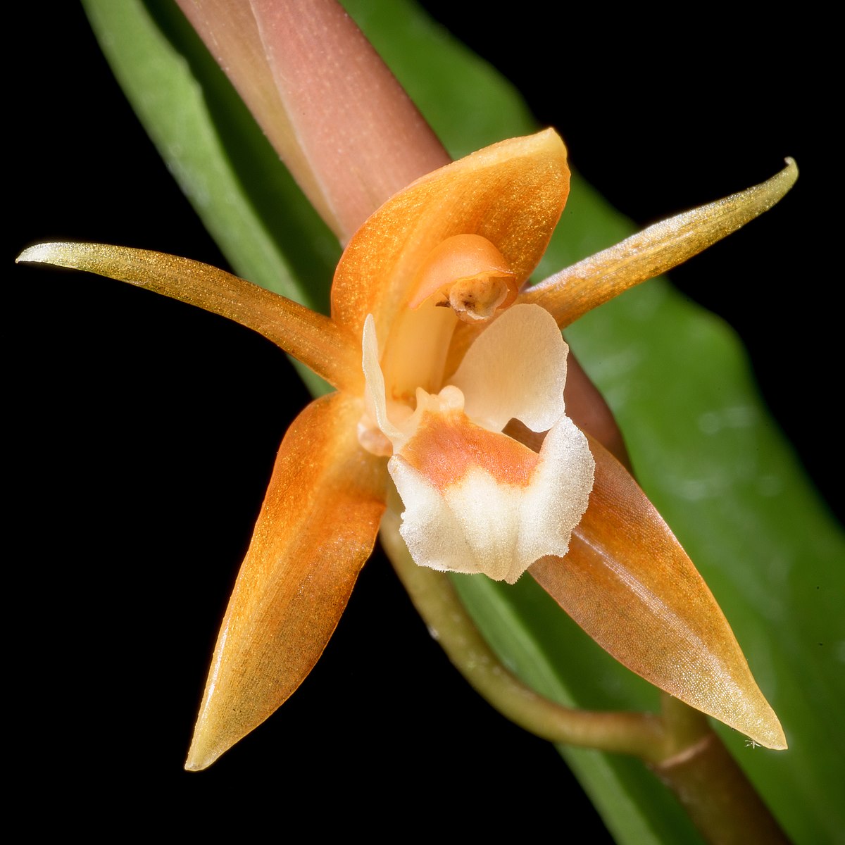 Orquídea Coelogyne candoonensis