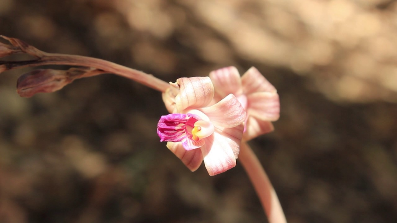 orquídeas raras Coleman’s coralroot