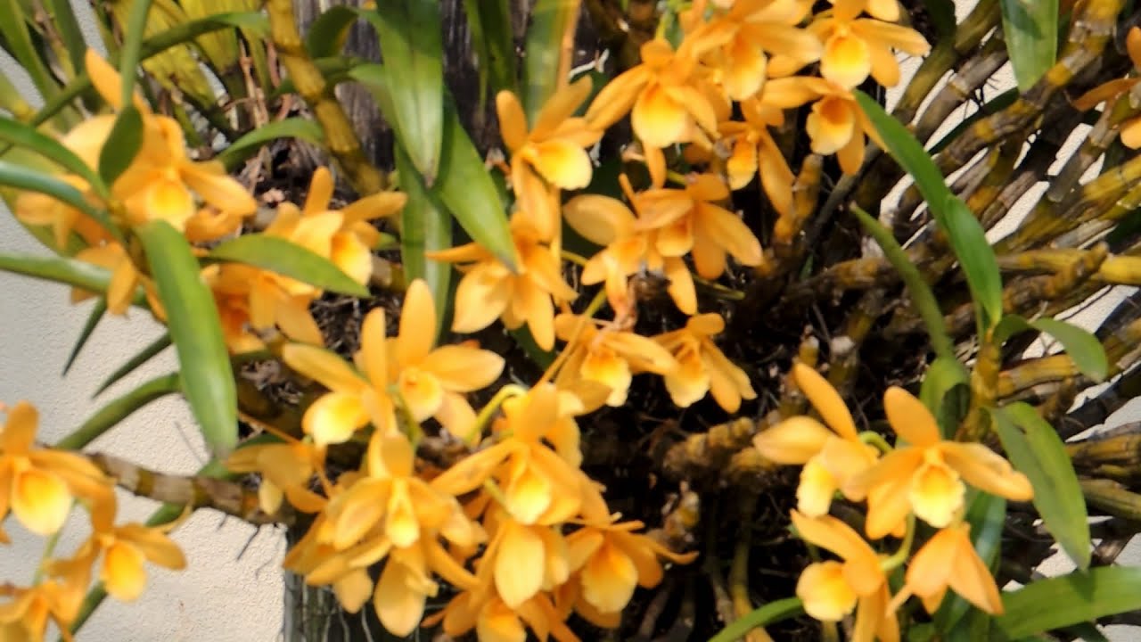 A Dendrobium em troncos é uma das mais populares.