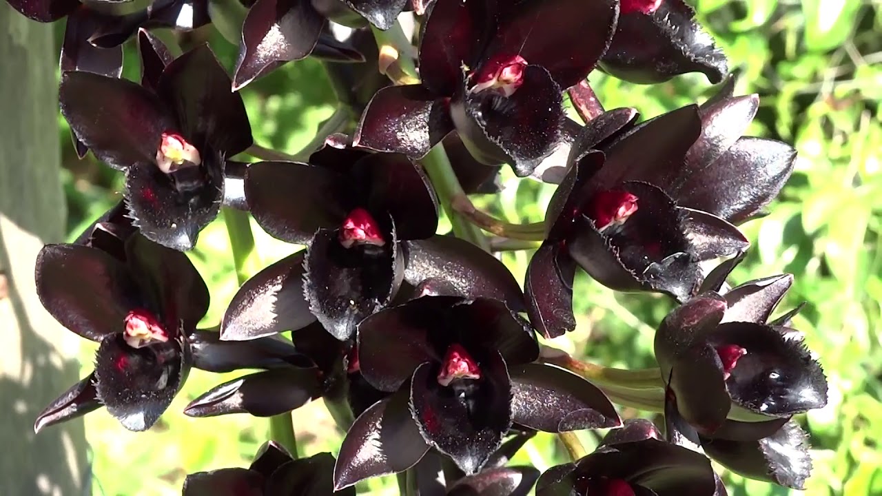 Orquídeas Espécies Raras: Conheça a mais rara do mundo! - TC