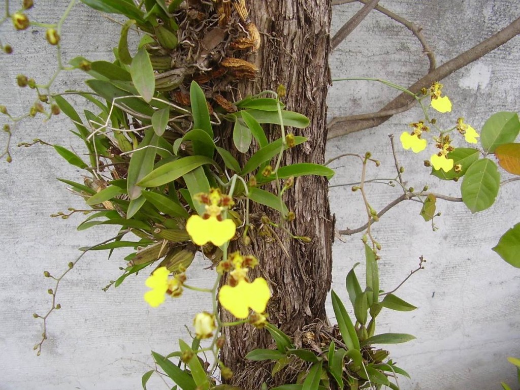 Oncidium em troncos também podem prosperar, como a orquídea Chuva de ouro