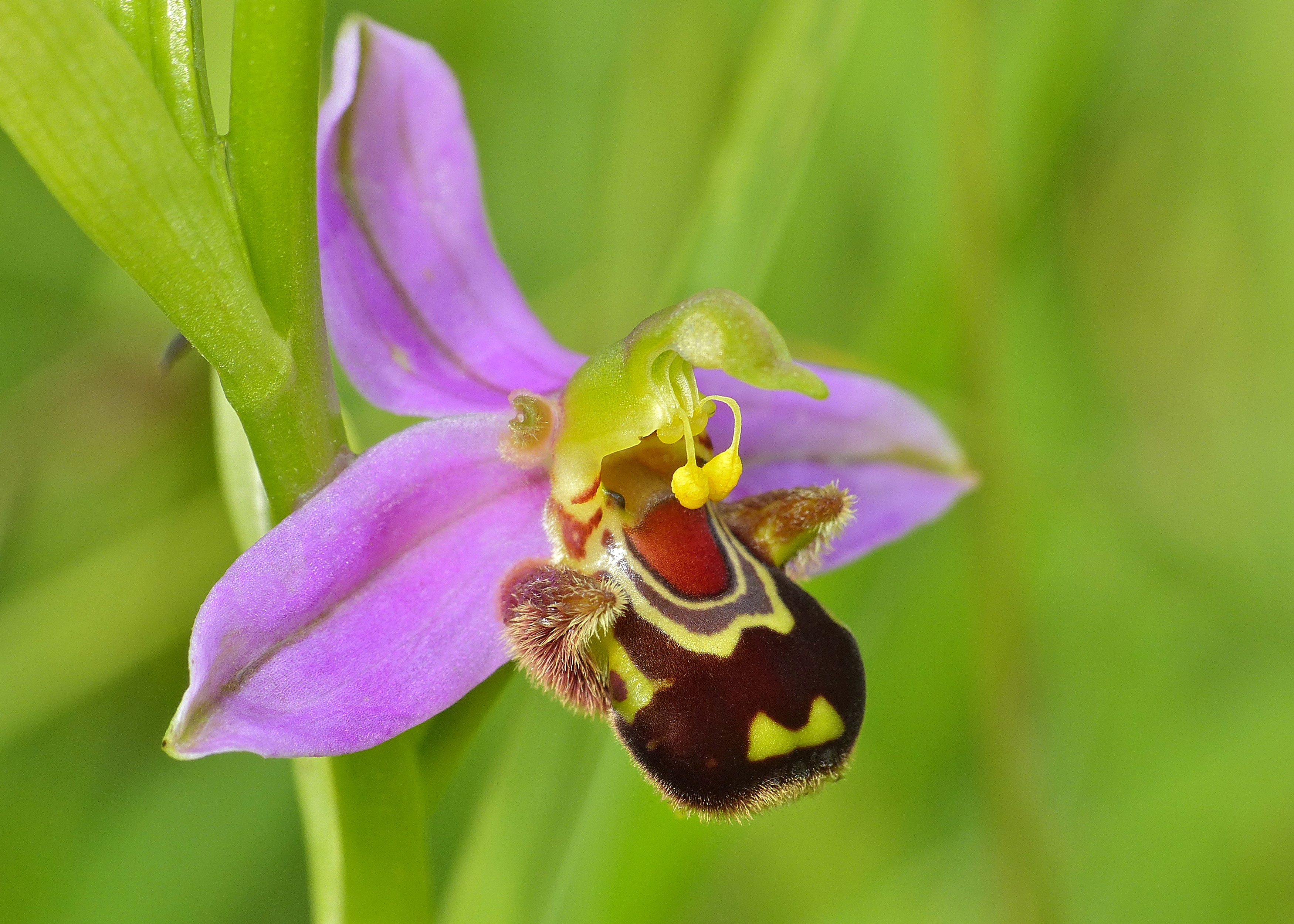 orquideas raras Ophrys apifera