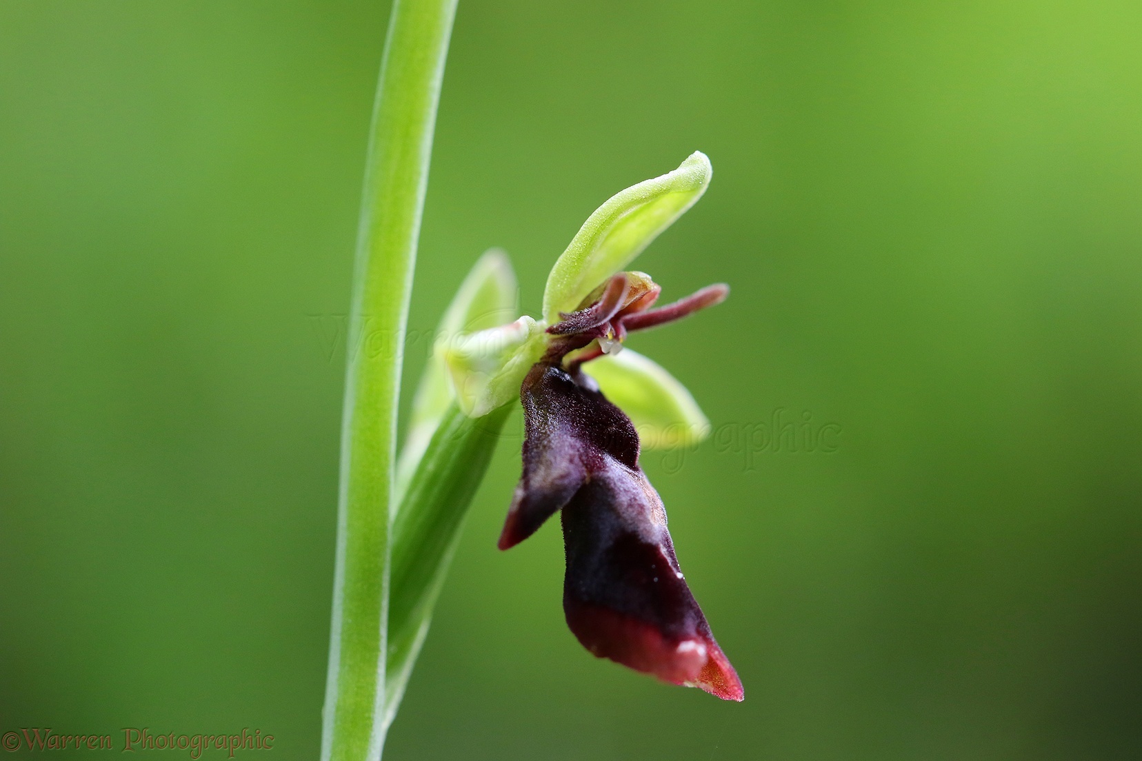orquídeas raras Ophrys insectifera