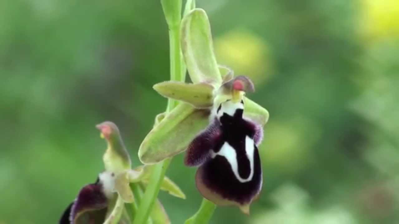 orquideas raras Ophrys reinholdii
