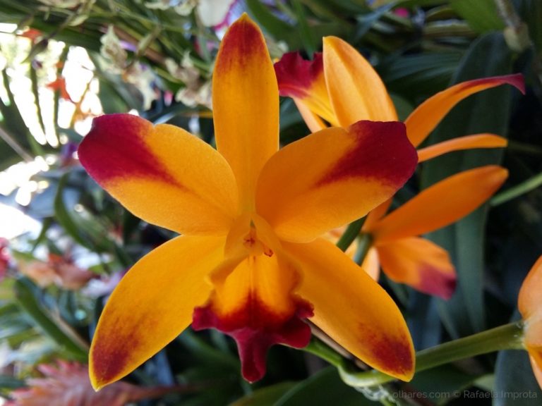 Orquídea Cattleya