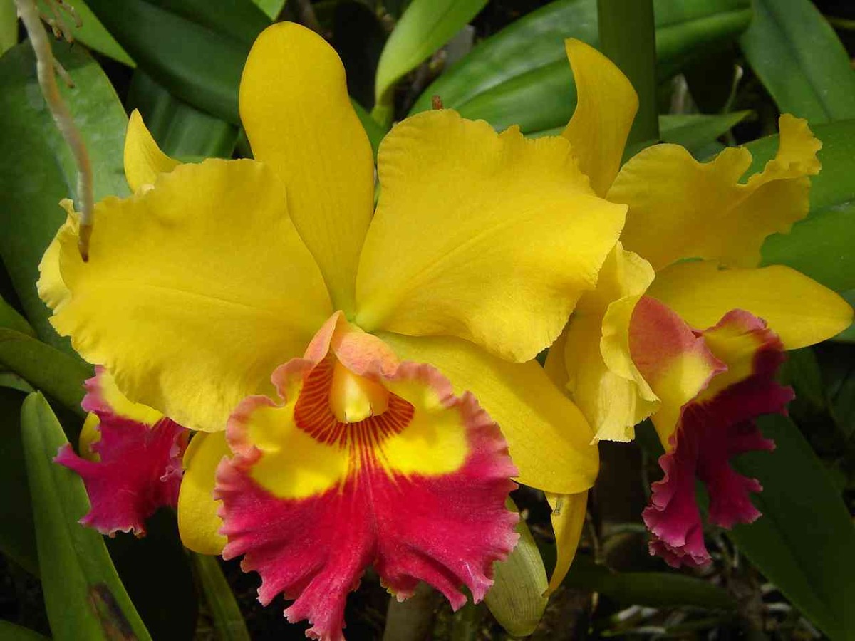 Plantar a orquídea Cattleya não tem mistério, basta fornecer o ambiente mais adequado.