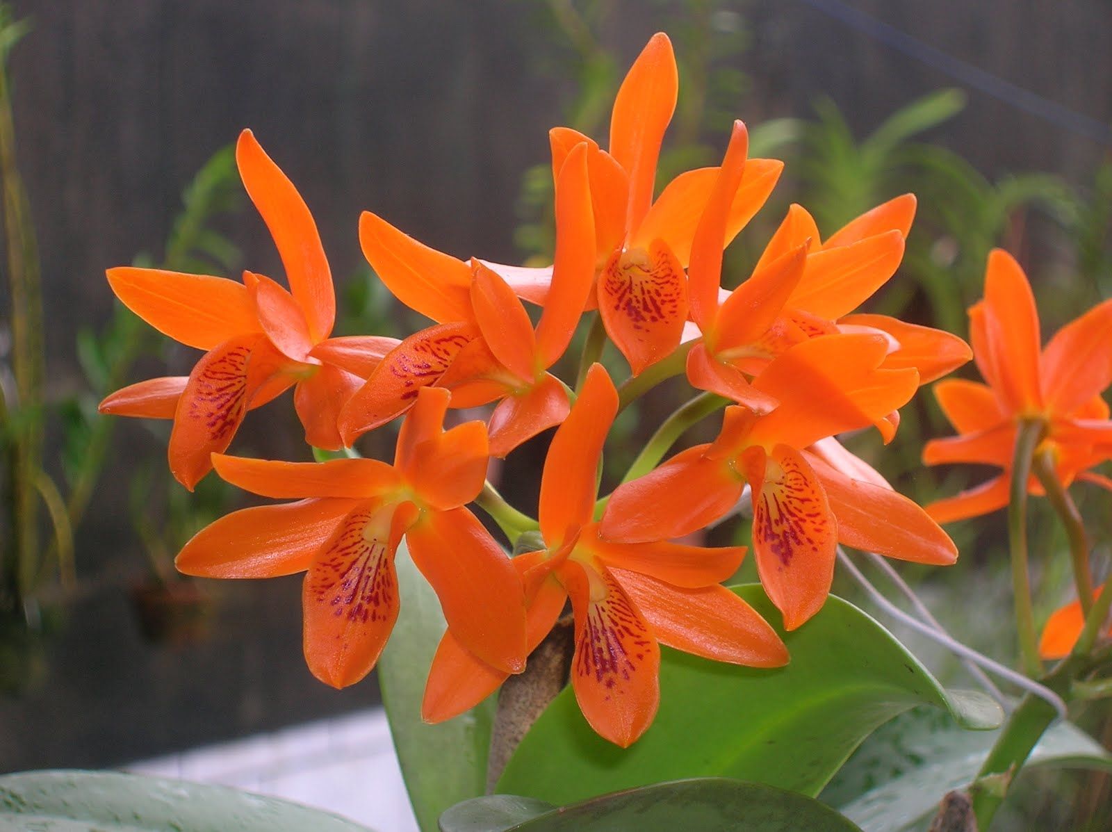 A Orquídea Cattleya tem fácil cultivo.