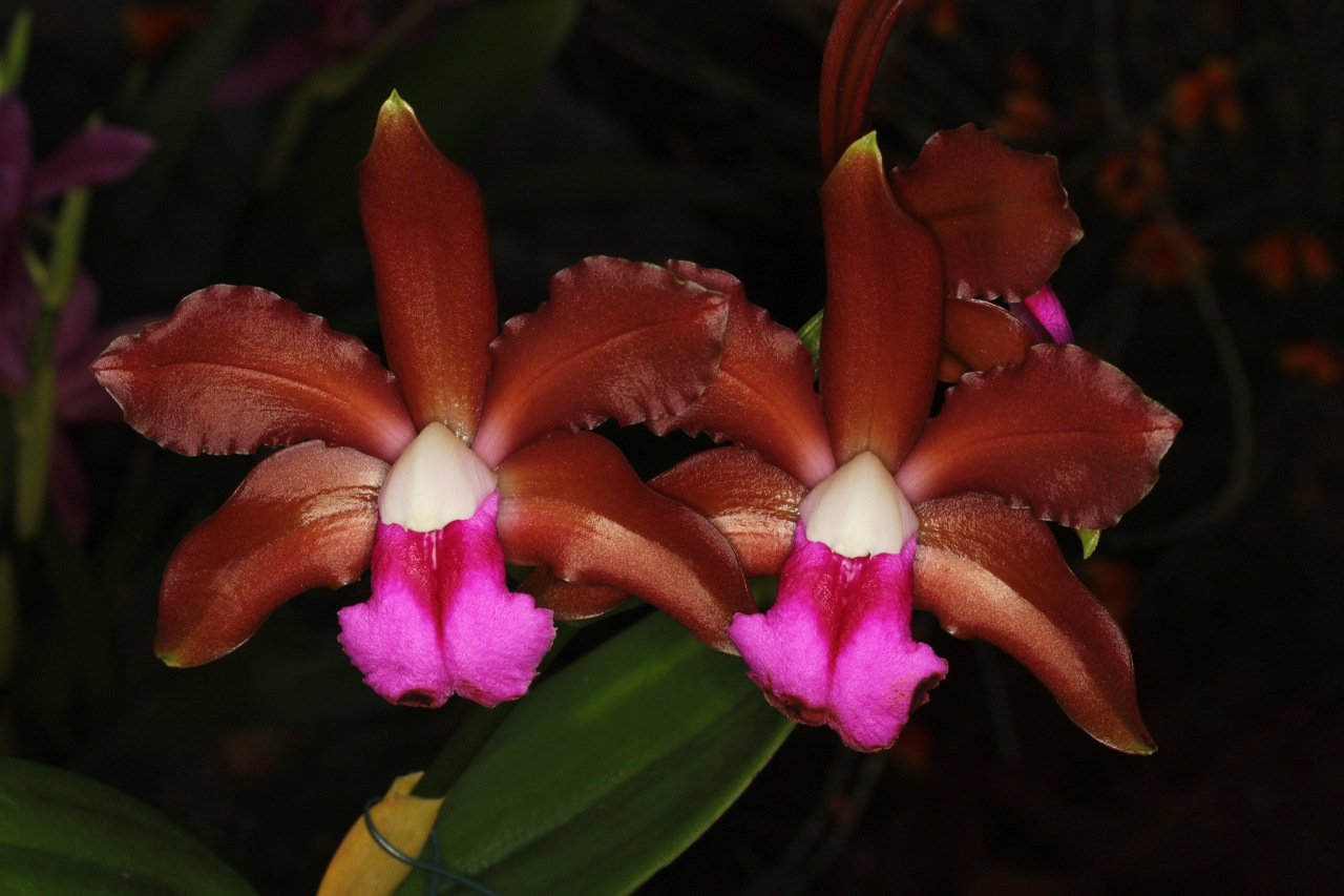 Orquídea Cattleya Bicolor
