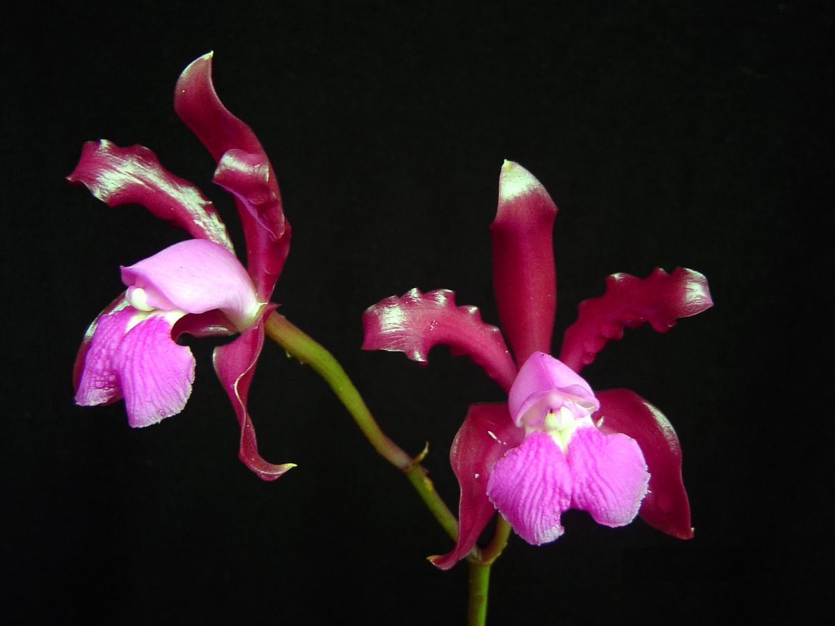 Orquídea Cattleya Elongata