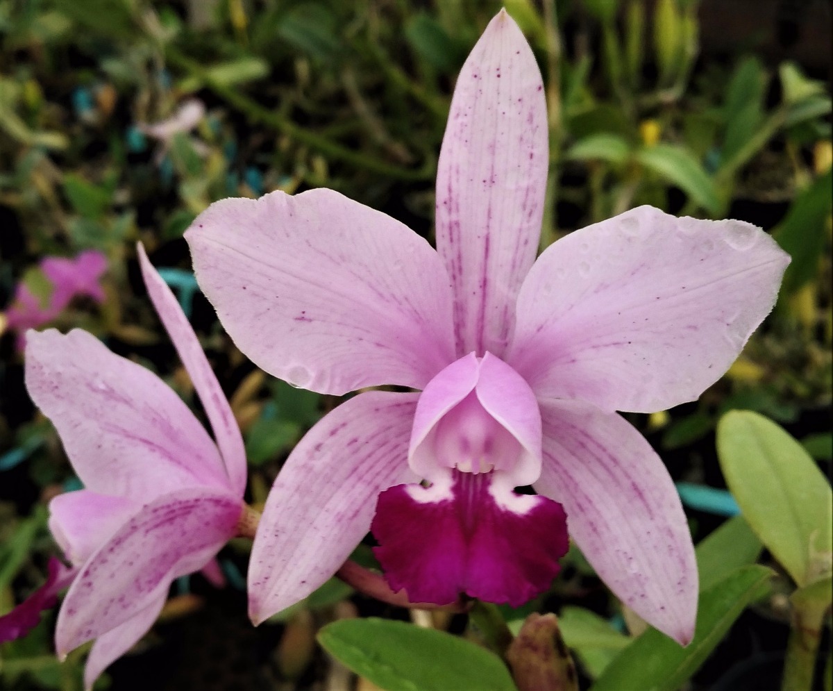Orquídea Cattleya Intermedia