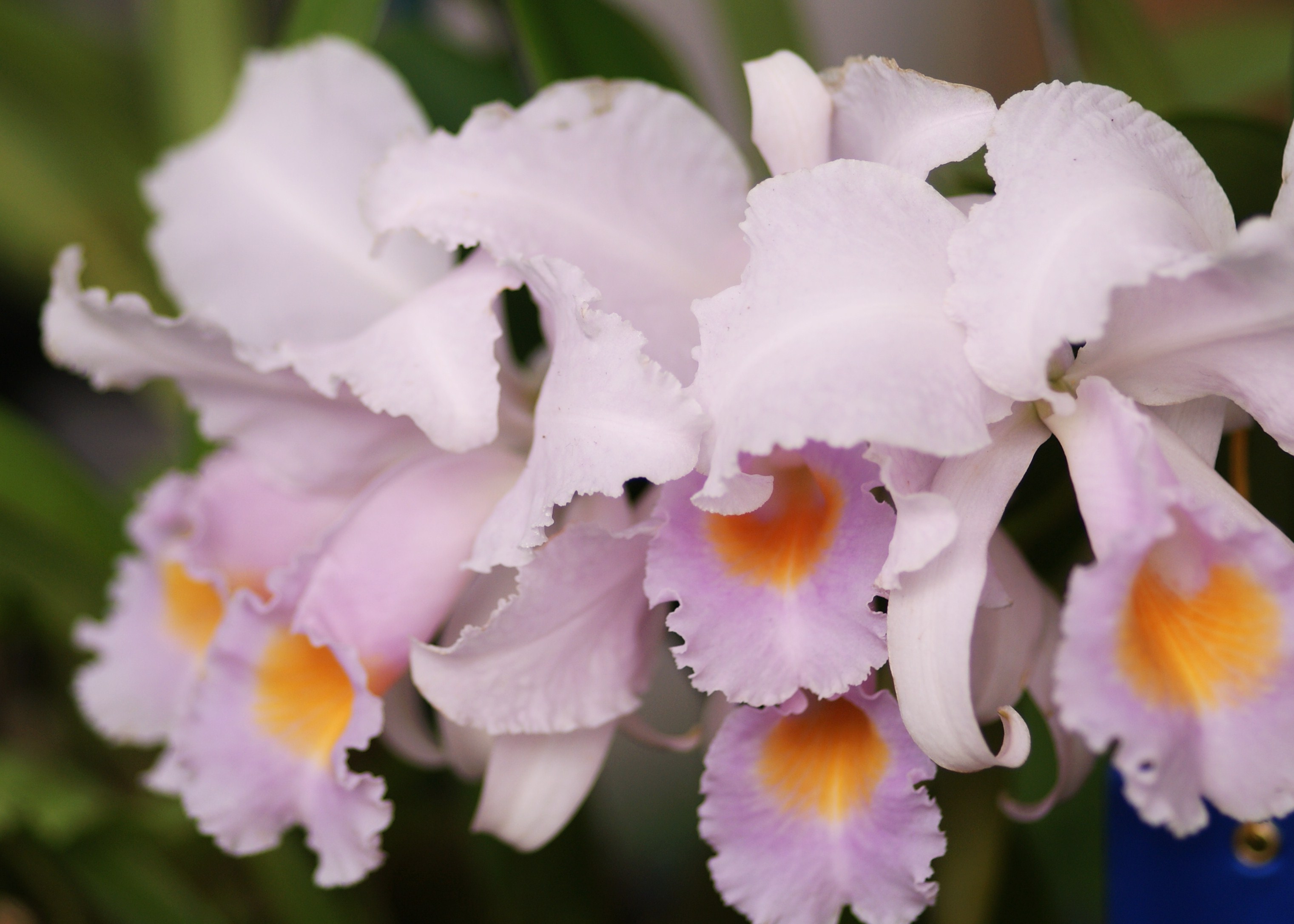 Orquídea Cattleya Labiata AD