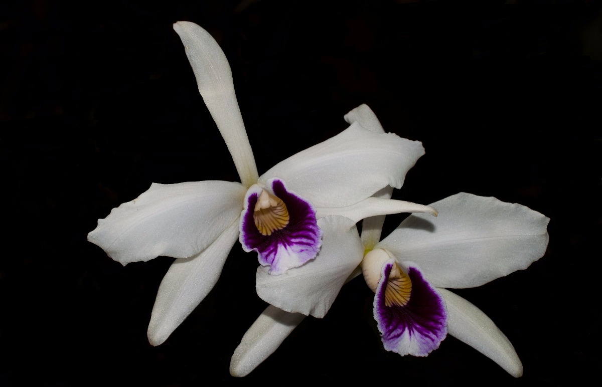 Orquídea Cattleya Purpurata