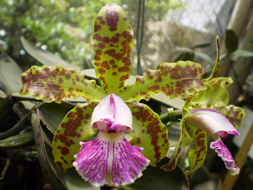 Orquídea Cattleya Schilleriana