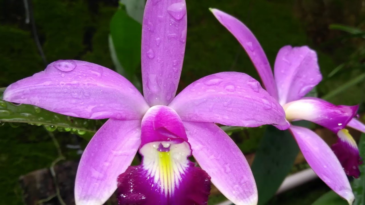 Orquídea Cattleya Violacea