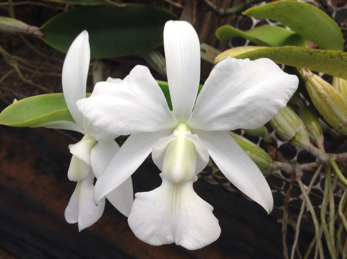 Orquídea Cattleya Walkeriana