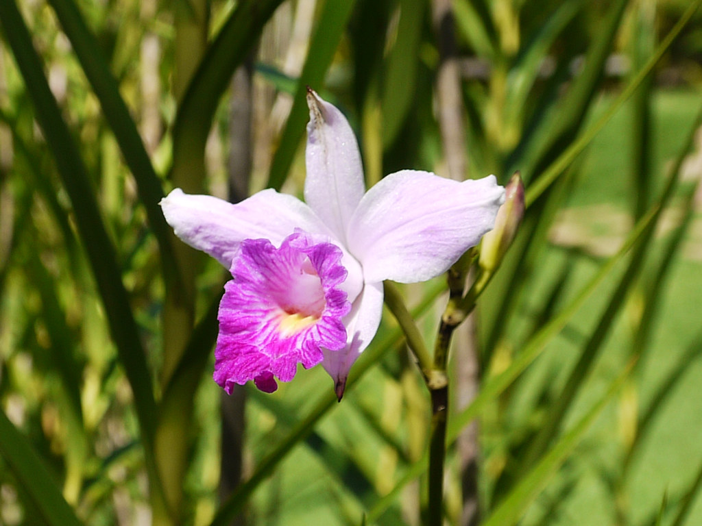 A orquídea bambu é originária da região asiática.