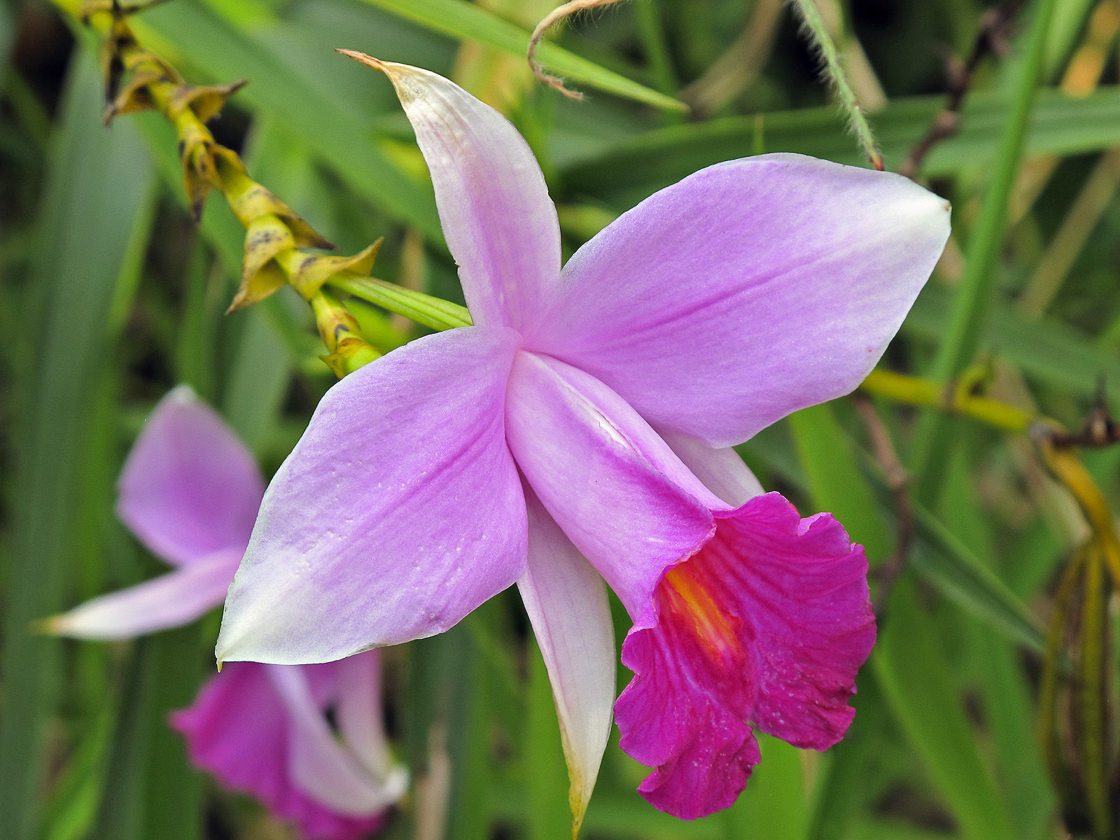 A principal característica da orquídea bambu é ser muito semelhante à planta de mesmo nome.