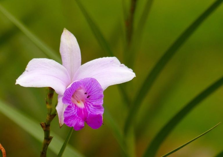 Orquídea bambú