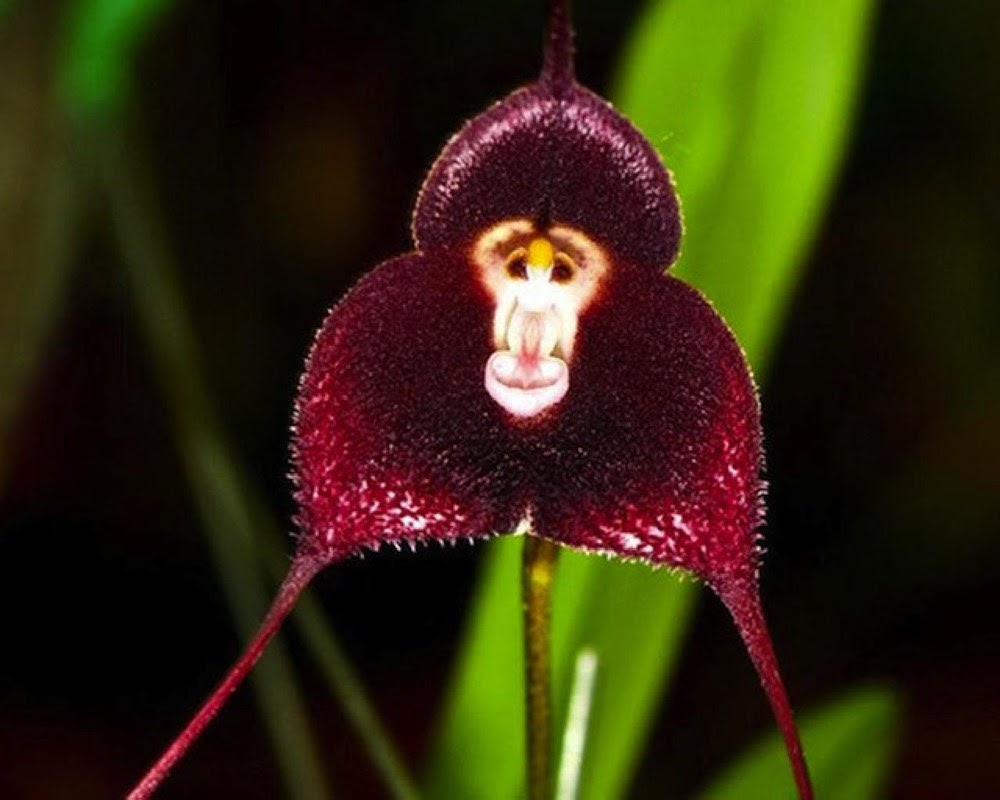 orquideas raras cara de macaco.