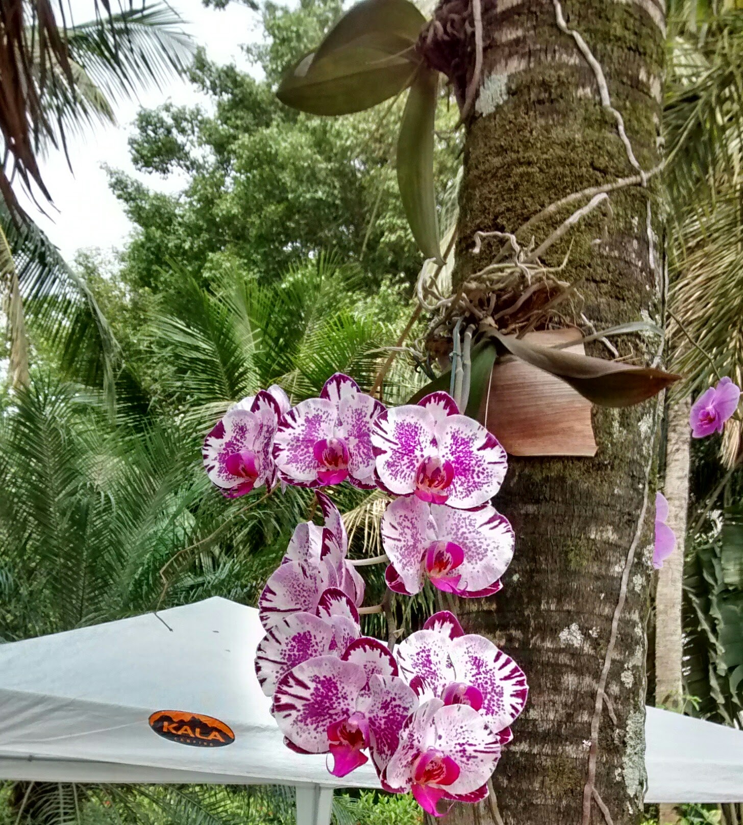 As orquídeas em troncos Phalaenopsis são as masi fáceis de cultivar.