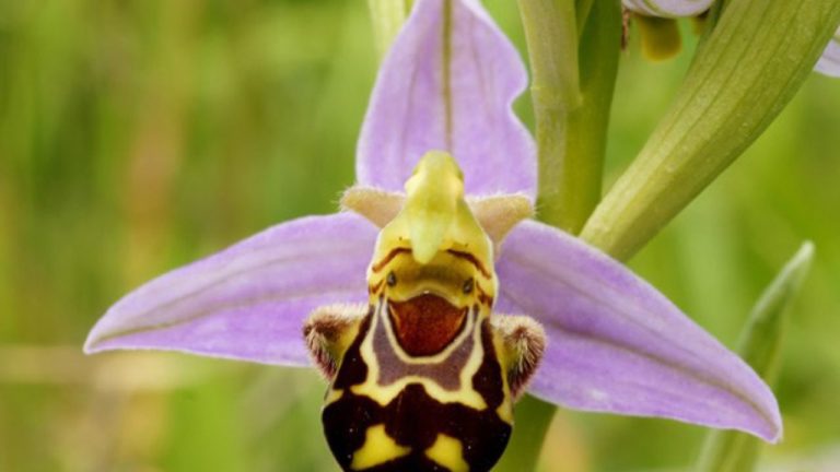 orquídeas raras e exóticas