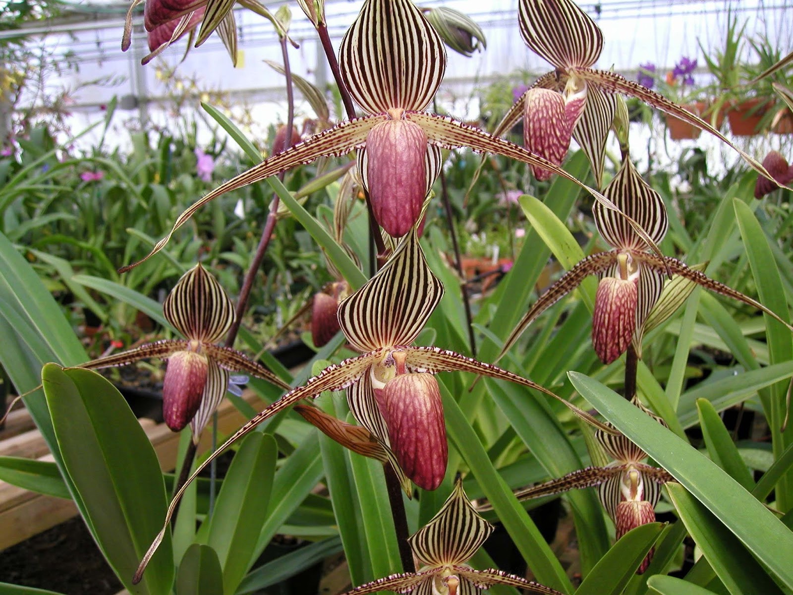 orquídeas raras: Paphiopedilum rothschildianum
