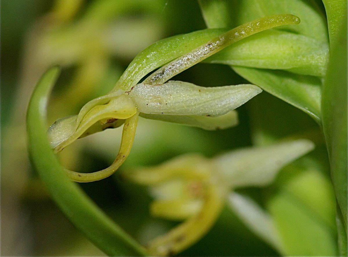 orquídeas raras Plantanthera azoica