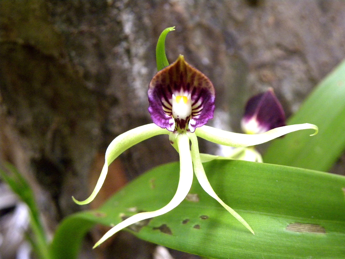 orquídeas raras Prosthechea cochleata
