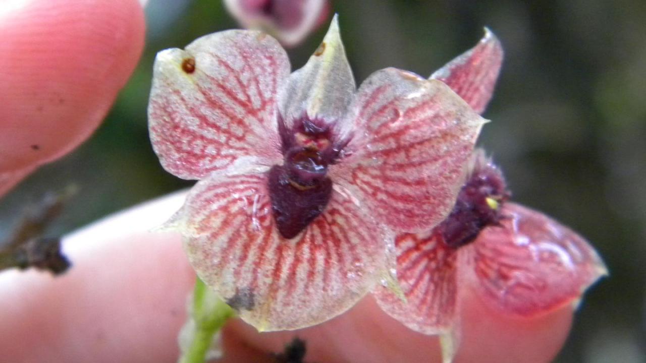 orquídeas raras Telipogon diabolicus