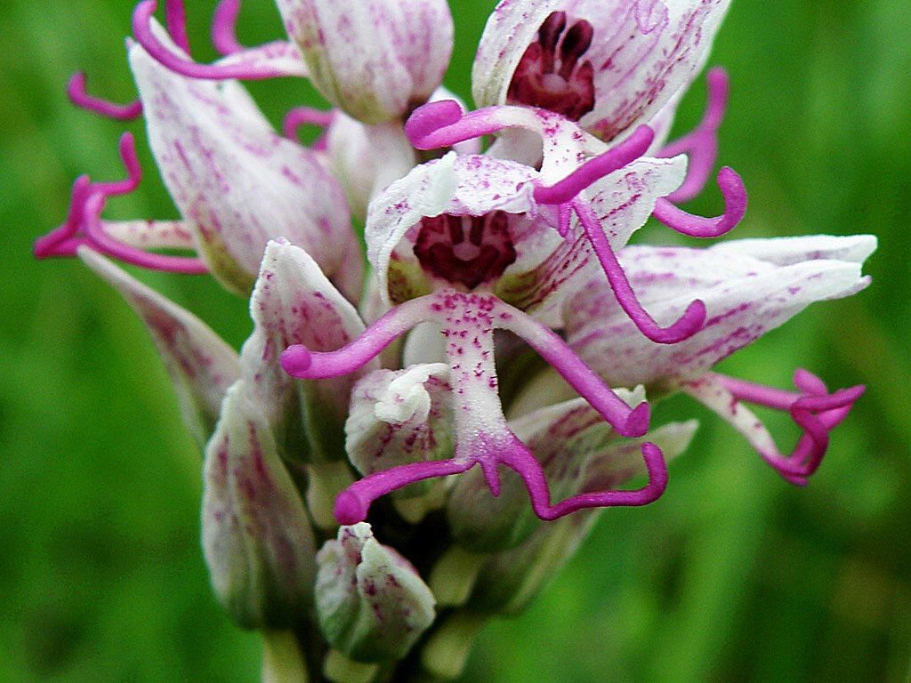 orquideas raras orchis simia