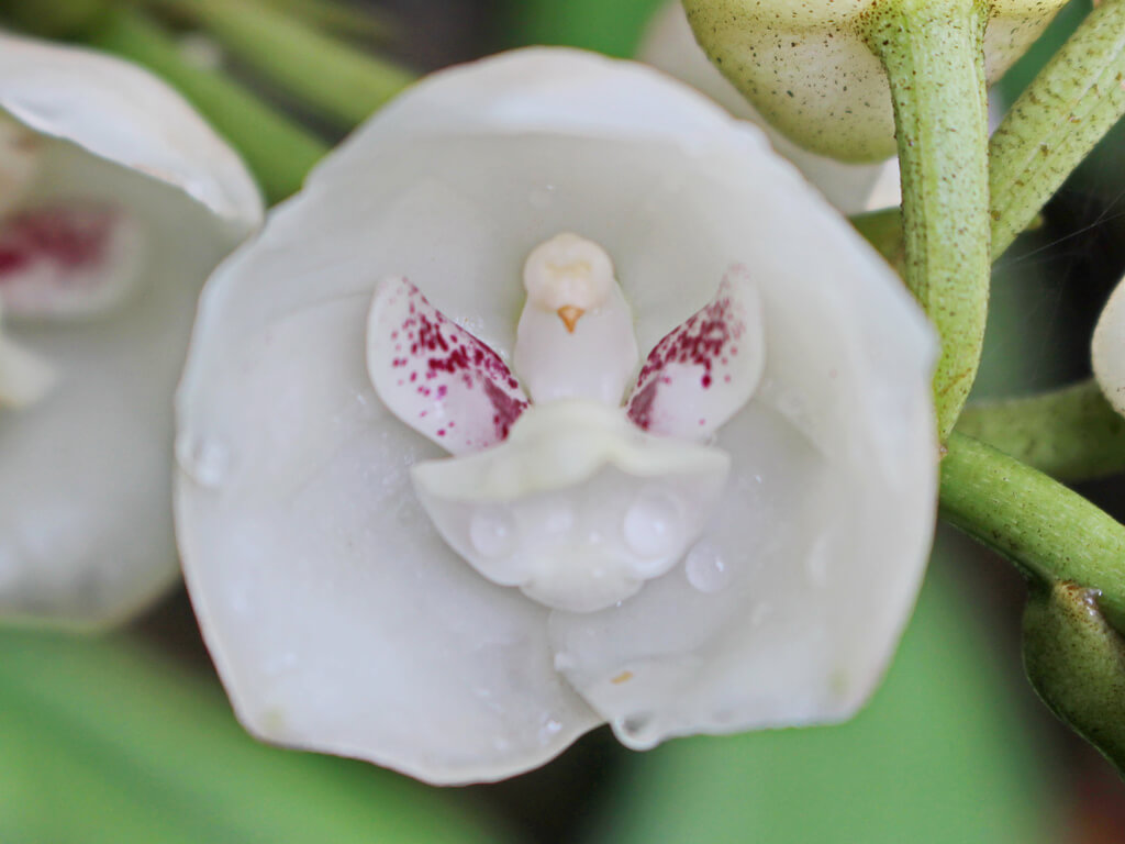 orquídeas raras Peristeria elata ou orquidea Espirito Santo