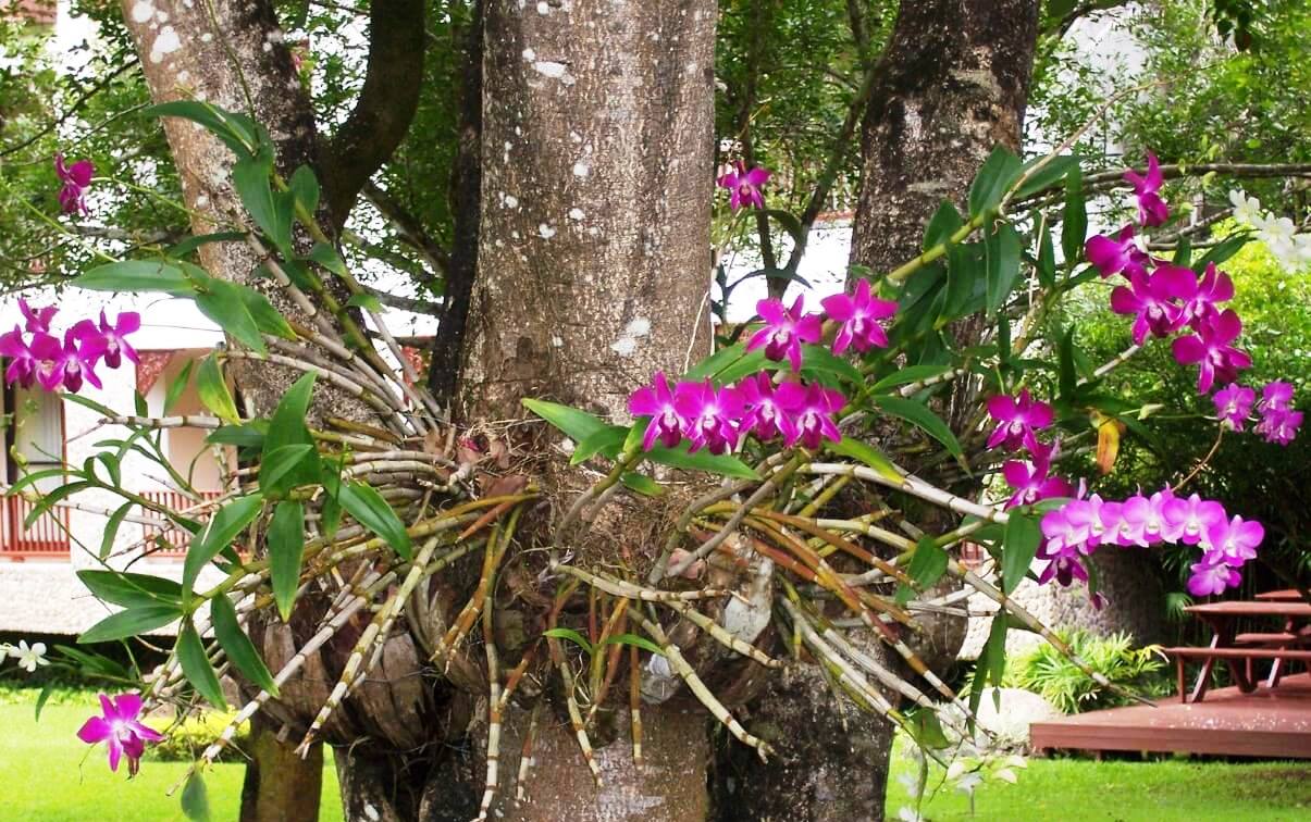 Algumas espécies de orquídeas em troncos são masi fáceis de cultivar.