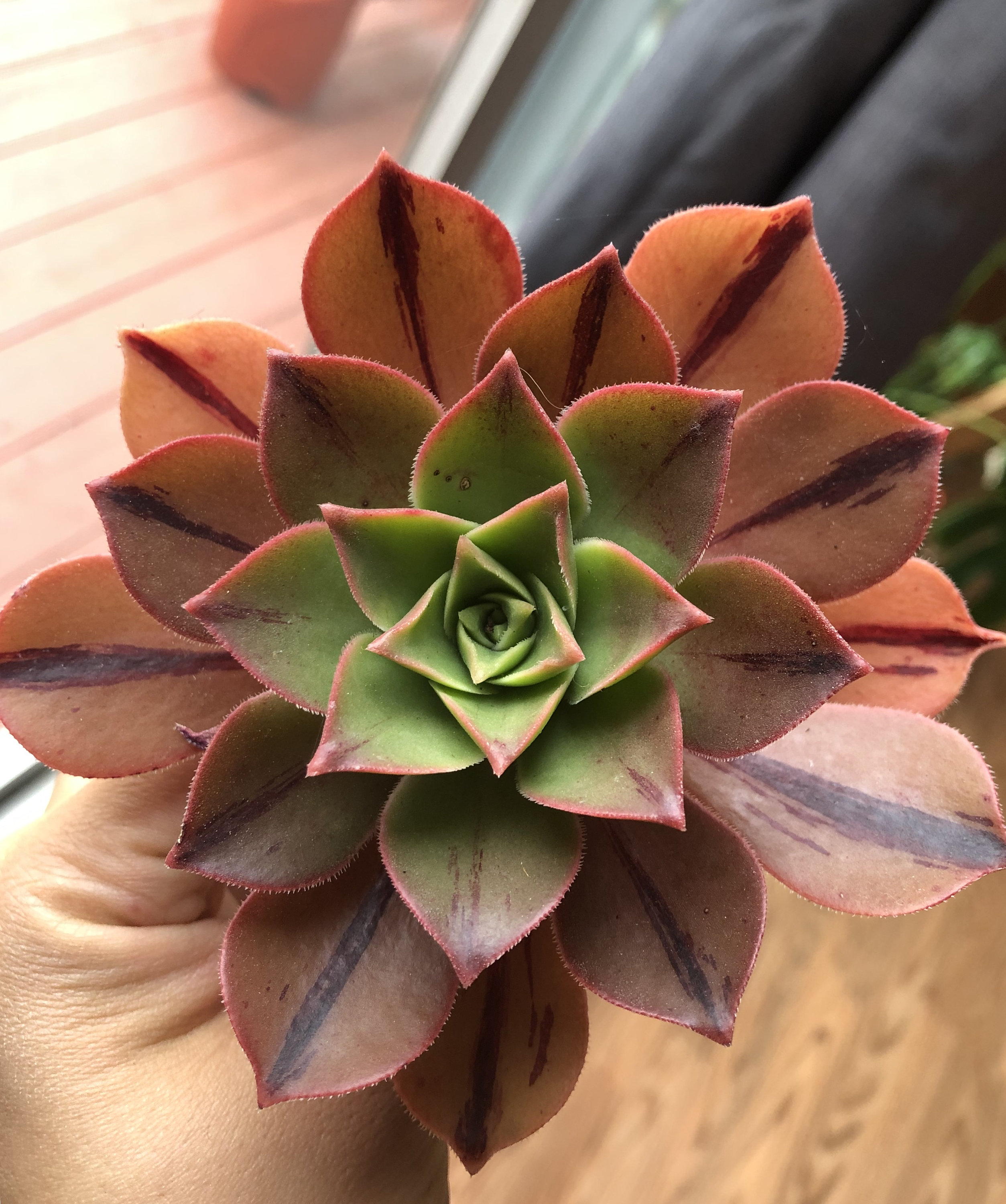 Espécies de suculentas: Aeonium Leucoblepharum